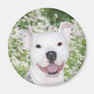 Imán Pitbull blanco feliz