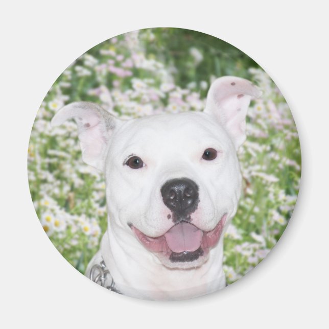 Imán pitbull blanco feliz (Frente)