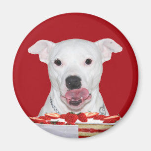 Imán Pitbull blanco hambriento