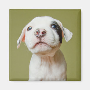 Imán Pitbull con el ojo manchado negro