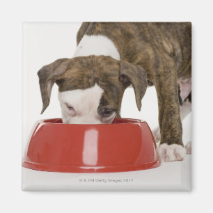 Imán Pitbull del perrito que come fuera de plato