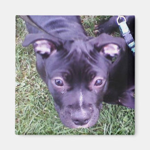 Imán Pitbull Puppy