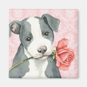 Imán Pitbull subió tarjeta del día de San Valentín