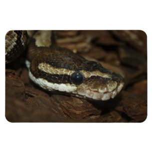 Imán Pithon de alfombra