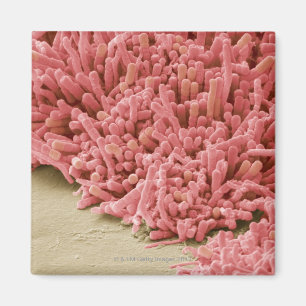 Imán Placa-formación de bacterias, exploración