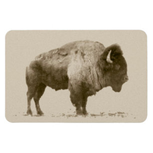 Imán Plains Bison