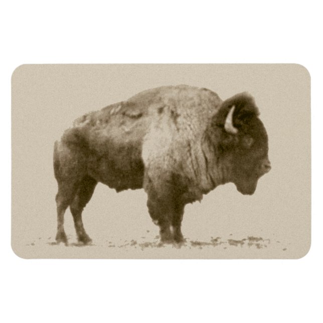Imán Plains Bison (Horizontal)