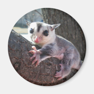 Imán planeador del azúcar