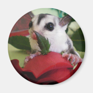 Imán planeador del azúcar con el rosa