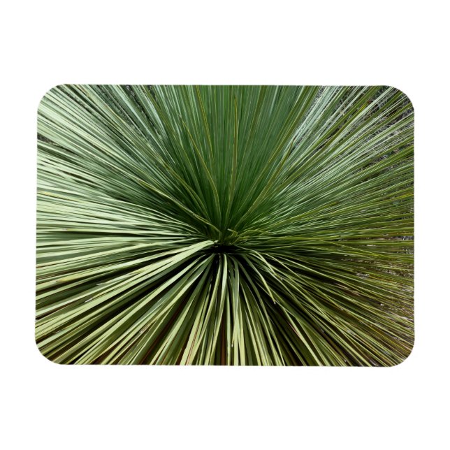 Imán Planta Australiana - abstracta (Horizontal)