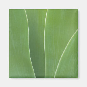 Imán Planta de Agave Primer Plano