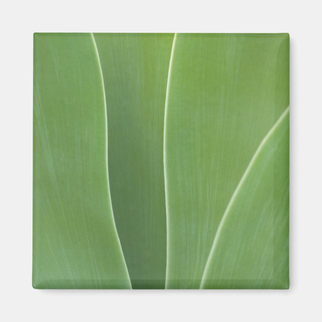 Imán Planta de Agave Primer Plano (Frente)