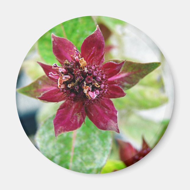 Imán Planta de bonito (Frente)