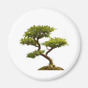 Imán Planta de los bonsais