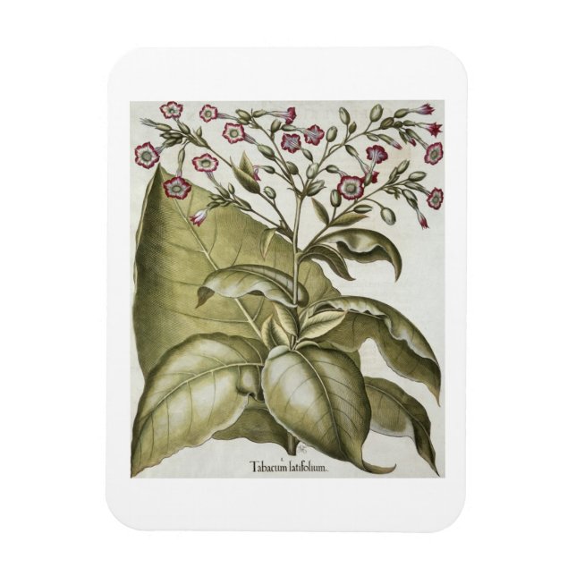 Imán Planta de tabaco, de la "Eystettensis de Hortus" p (Vertical)