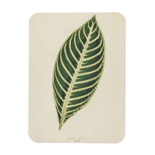 Imán Planta de tigres (Sanchezia Nobilis) Poster grabad