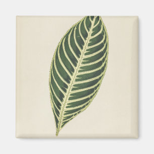 Imán Planta de tigres (Sanchezia Nobilis) Poster grabad