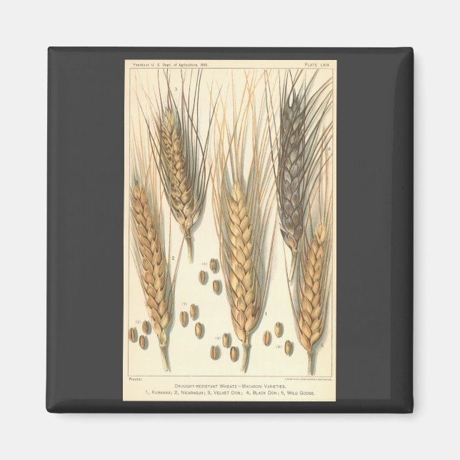 Imán Planta de trigo resistente a la sequía, agricultur (Frente)