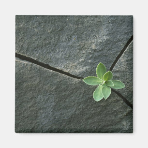 Imán Planta que crece en Boulder agrietado