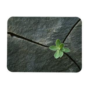 Imán Planta que crece en Boulder agrietado