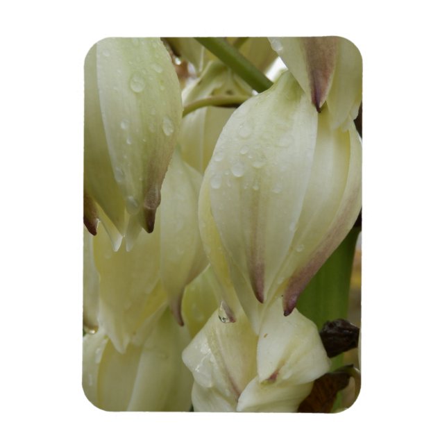 Imán Planta Yucca (Vertical)