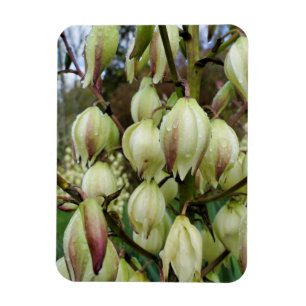Imán Planta Yucca