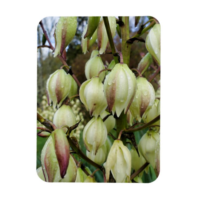 Imán Planta Yucca (Vertical)