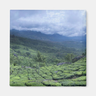 Imán Plantación de té 2 Estado de Kerala, India