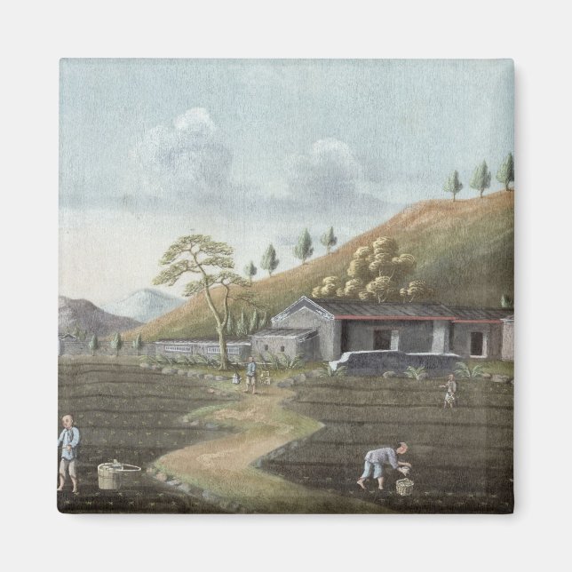Imán Plantación de té (p/c sobre papel) (Frente)