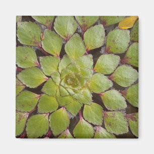 Imán Plantas acuáticas Rupununi, Guyana.