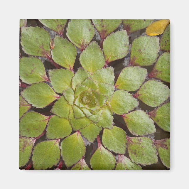 Imán Plantas acuáticas Rupunununi, Guyana. (Frente)