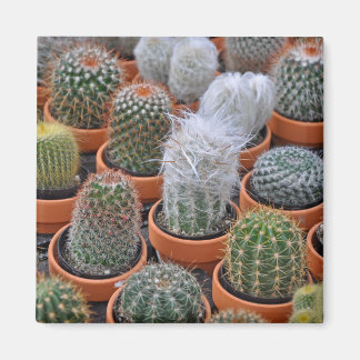 Imán Plantas de cactus