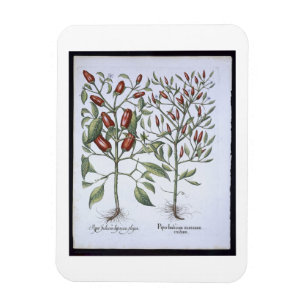 Imán Plantas de la pimienta de chiles, del 'Hortus