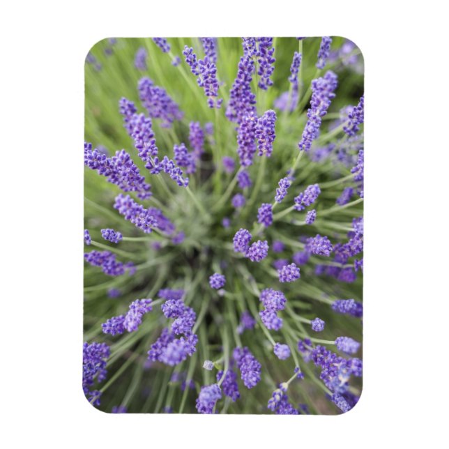 Imán Plantas de lavanda (Vertical)
