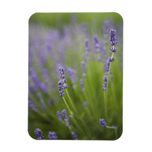 Imán Plantas de lavanda 2
