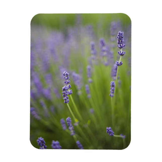 Imán Plantas de lavanda 2 (Vertical)
