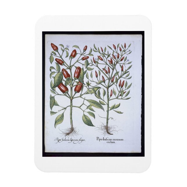 Imán Plantas de pimienta chile, de la 'Eystettensi de H (Vertical)
