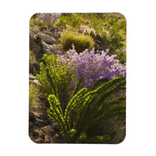 Imán Plantas del desierto de Chihuahua en flor
