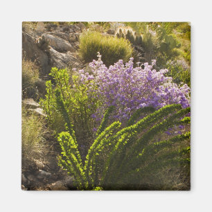 Imán plantas del desierto de Chihuahuenses en flor