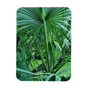 Imán Plantas tropicales en la charca de la sal