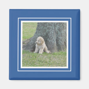 Imán Plantilla de foto moderna azul real blanco 