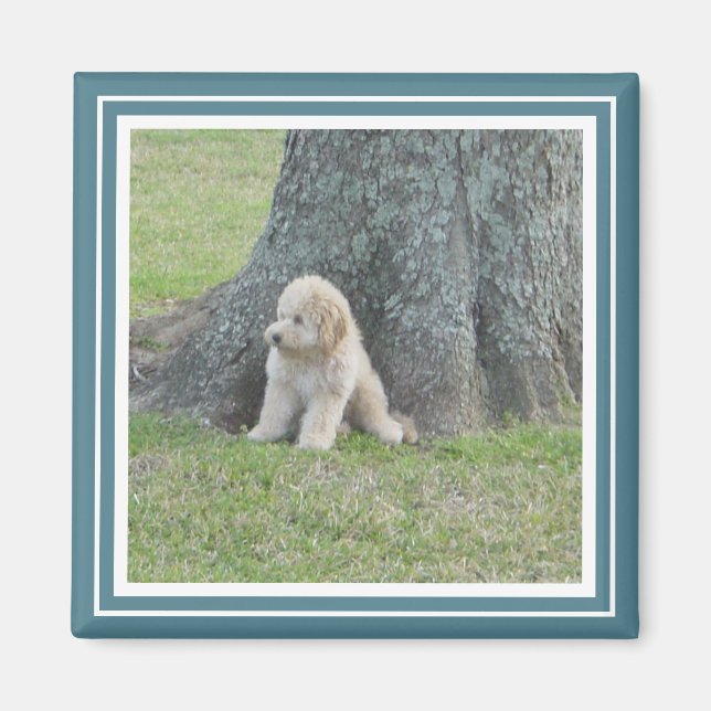 Imán Plantilla fotográfica personalizado Turquesa y Bla (Frente)