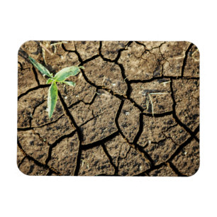 Imán Plántula en tierra agrietada