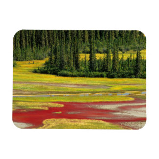 Imán Plato de sal y bosque | Parque nacional Búfalo de 