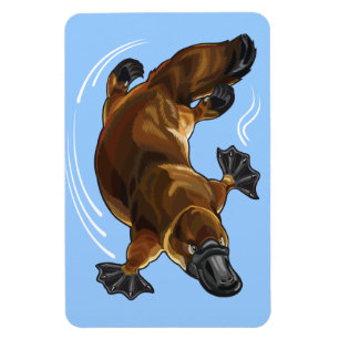 Imán platypus