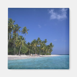 Imán Playa con palmeras, Maldivas