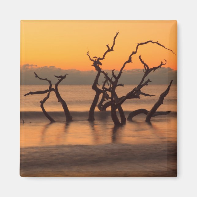 Imán Playa de Driftwood en Sunrise Jekyll Island Georgi (Frente)