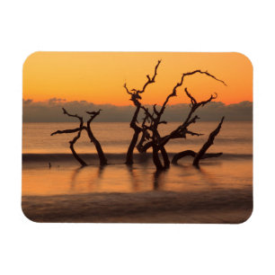 Imán Playa Driftwood al amanecer Jekyll Island Georgia