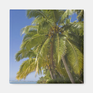 Imán Playa en la isla de One Foot, Aitutaki, Islas Cook