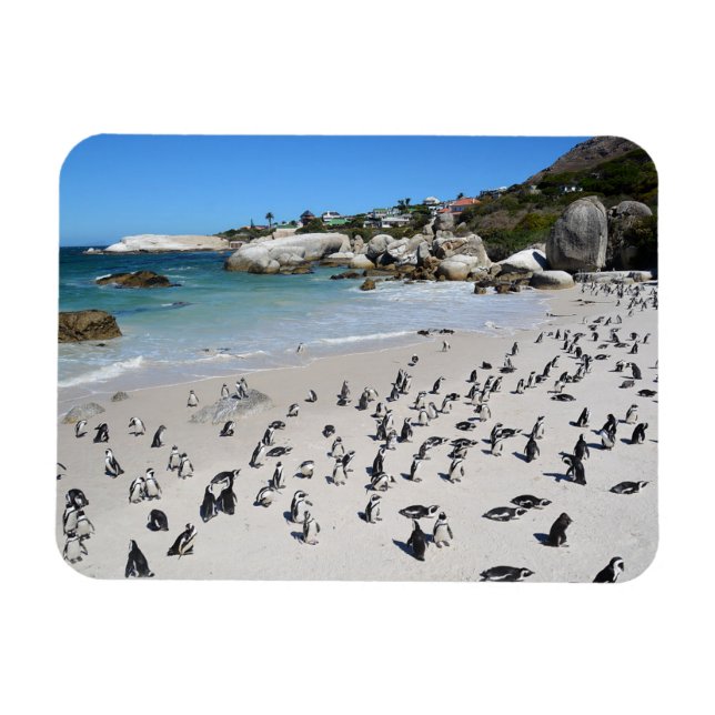 Imán Playa Penguins Boulders | Sudáfrica (Horizontal)